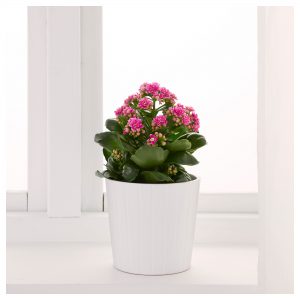 piante-bagno-kalanchoe