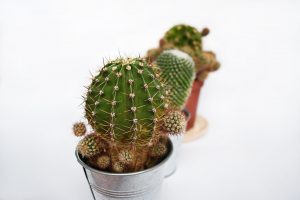 piante-bagno-cactus