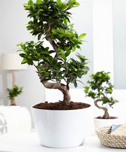 piante-bagno-ficus